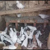 بفروش میرسد کبوتر ها|پرنده|ایلخچی, |دیوار