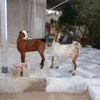 کهره نزار کیلوی ۸۵۰ چاق چاق