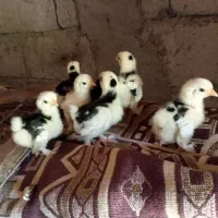 جوجه کوشین بلک متلد اصیل