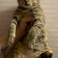 واگذاری رایگان گربه با تعهد|گربه|تهران, بهار|دیوار