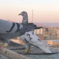 حدود ۶۰ عدد پرنده جوان نگین زدخوردی ضمانتی|پرنده|تربتحیدریه, مظفریه|دیوار