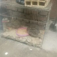 قیمت 800000 تومان