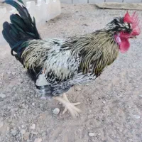 خروس محلی