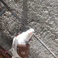 کبوتر یال گلی|پرنده|کوه چنار, |دیوار