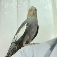 عروس سخنگو