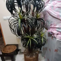 فروش نخل مصنوعی خارجی