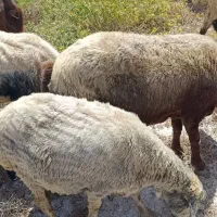 فروش میش