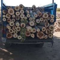 خرید فروش درخت