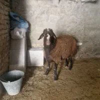 گوسفند نر