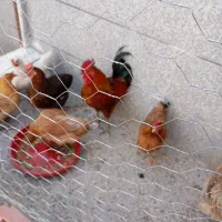 یک یدد خروس  بزرگ ویک عدد مرغ تخم گذار جوان