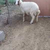 بره نر