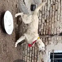 سفید درشت|سگ|داران, |دیوار