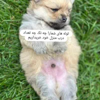 توله سگ خوشکل