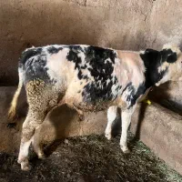 گوساله‌ بلژیک‌