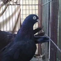 کفتر زاغ چشنک