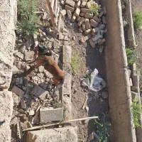 سگ مالینویز ماده|سگ|پیشوا, |دیوار