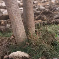 چوب ساختمانی یاباغی|خدمات باغبانی و درختکاری|گرگان, |دیوار