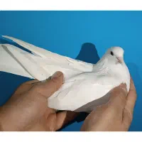 کبوتر کفتر سفید مهر