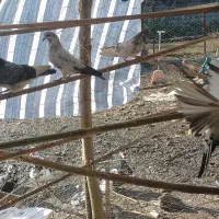 کبوترپرشی جدید|پرنده|رضوانشهر, |دیوار