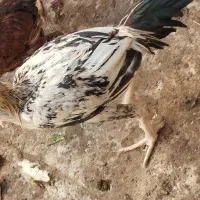 خروس لاری با اصل ونصب|حیوانات مزرعه|رامشیر, |دیوار