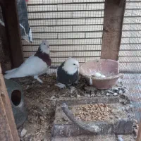 جفت کفتر طوقی