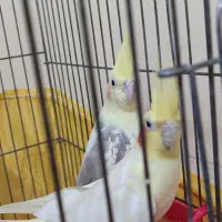 عروس هلندی مولد|پرنده|شاهرود, |دیوار