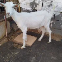 دو عدد بز سانن|حیوانات مزرعه|بیرجند, |دیوار