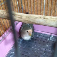 طوطی برزیلی