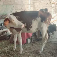 گاو گوساله ماده|حیوانات مزرعه|اهواز, کیانشهر|دیوار