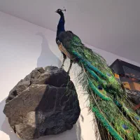 طاووس دکوری دیواری