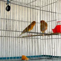 فروش قناری های پرورشگاه