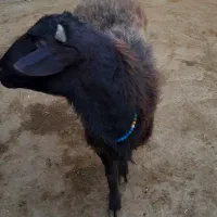 گوسفند نر نژاد افشار|حیوانات مزرعه|هشتگرد, شهرک راه آهن|دیوار