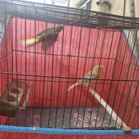 جوجه قناری نر