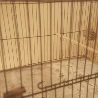 سهره قناری نر