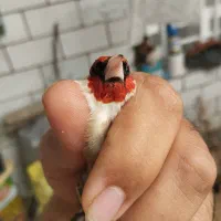 پرنده سهره