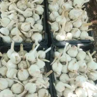 سیر درجه یک