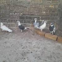 کبوتر ابلق عتیقه وطوقی