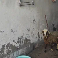 گوسفند