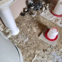 جوجه بوقلمون جوجه گلین نژاد خوب ریش چهل تخم نطفه|حیوانات مزرعه|آبیک, |دیوار