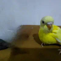 جوجه هلندی مرغ عشق کامل دونه خور شده