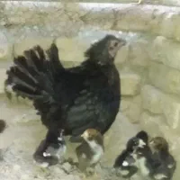 مرغ گلین باجوجه هایش