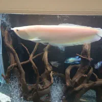 ماهی آروانا