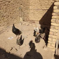 تعدادی مرغ تخم گذار|حیوانات مزرعه|شهرضا, |دیوار