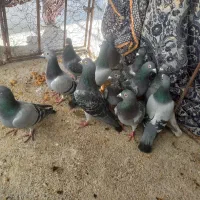 کبوتر کفتر سبز و کوهی و خطی|پرنده|کوه چنار, |دیوار