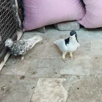 هفرنگ دمسفیدماده|پرنده|محمدیه-قزوین, |دیوار