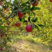 کارشناس رشد تناژ و تغذیه خاک|خدمات باغبانی و درختکاری|صدرا-فارس, فاز ۲|دیوار