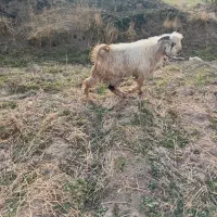 سه تا چپش نر|حیوانات مزرعه|دورود, |دیوار