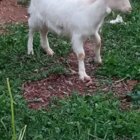 بزغاله سانن اصل دوقلو زا