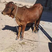 گوساله نر وگاو ماده محلی
