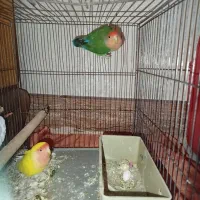 طوطی برزیلی